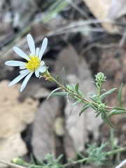 Symphyotrichum moranense