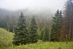 Psilocybe mescaleroensis