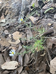 Symphyotrichum moranense