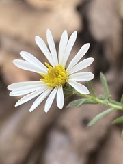 Symphyotrichum moranense