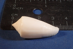 Conus furvus