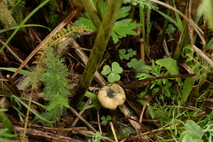 Psilocybe mescaleroensis