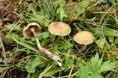 Psilocybe mescaleroensis
