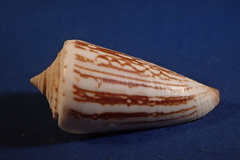 Conus furvus