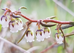 Gaultheria macrostigma