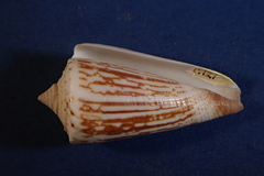 Conus furvus