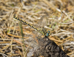 Ophiogomphus morrisoni