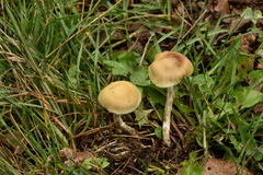 Psilocybe mescaleroensis