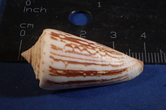 Conus furvus