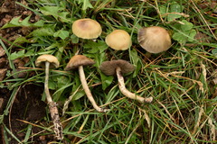Psilocybe mescaleroensis