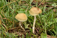Psilocybe mescaleroensis