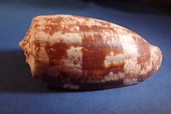 Conus geographus
