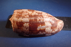 Conus geographus