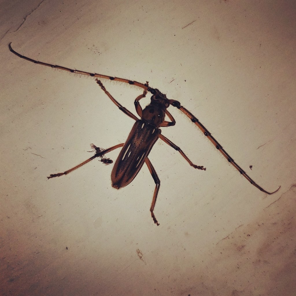 Uncieburia quadrilineata