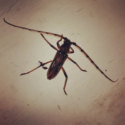 Uncieburia quadrilineata