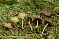 Psilocybe mescaleroensis
