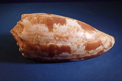 Conus geographus image