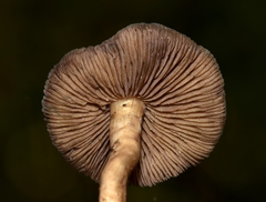 Psilocybe mescaleroensis