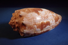 Conus geographus