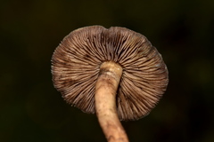 Psilocybe mescaleroensis