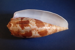 Conus geographus