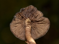 Psilocybe mescaleroensis