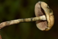 Psilocybe mescaleroensis