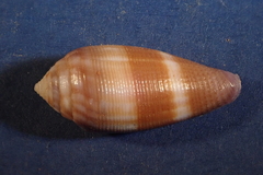 Conus glans