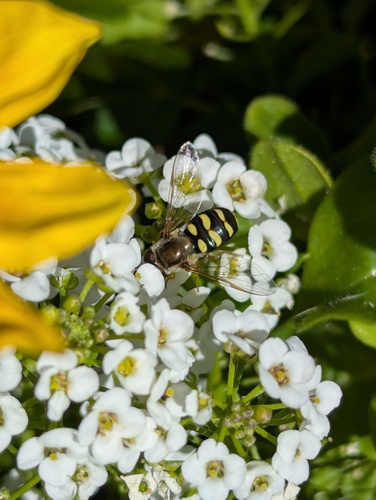 Unknown species found near Liberty Wells, Salt Lake City, UT, USA