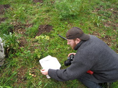 Psilocybe mescaleroensis