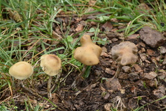 Psilocybe mescaleroensis