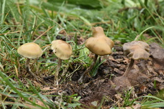 Psilocybe mescaleroensis