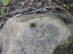 Habronattus fallax