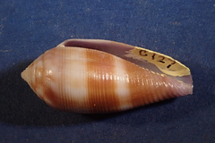 Conus glans
