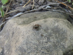 Habronattus fallax