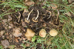 Psilocybe mescaleroensis