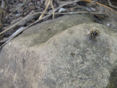 Habronattus fallax