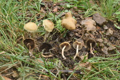 Psilocybe mescaleroensis