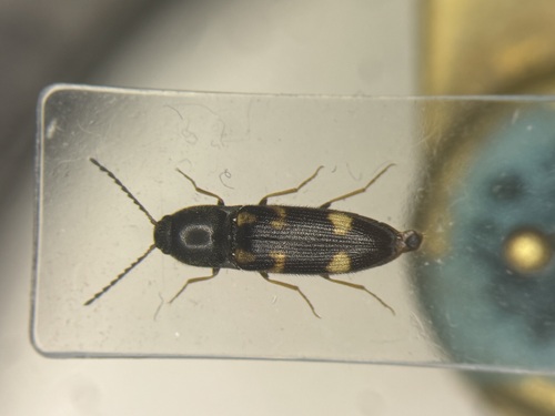 Six-spotted Click Beetle