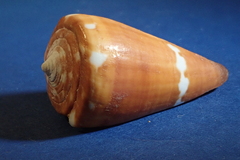 Conus litoglyphus
