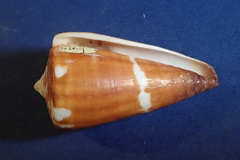 Conus litoglyphus