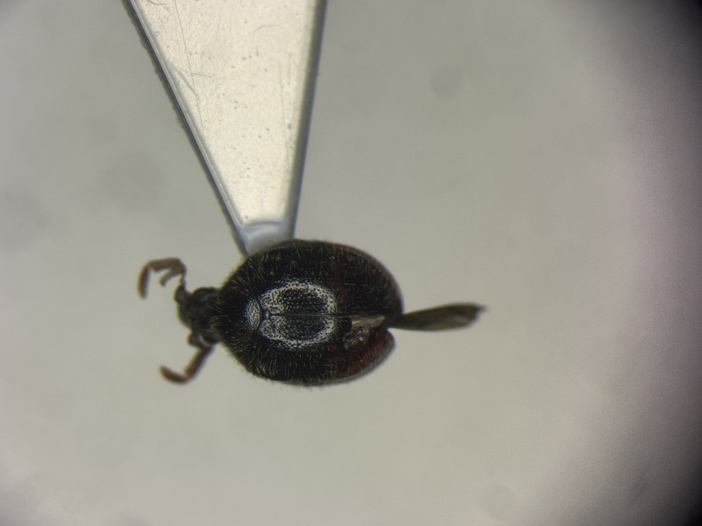 Caenocara oculatum