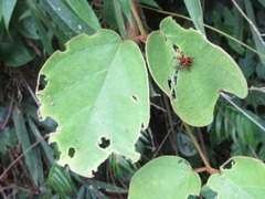 Cycnotrachelus flavotuberosus