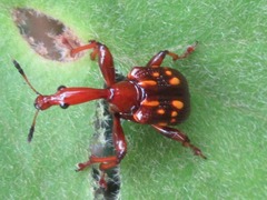 Cycnotrachelus flavotuberosus