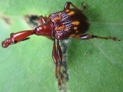 Cycnotrachelus flavotuberosus