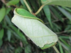 Cycnotrachelus flavotuberosus