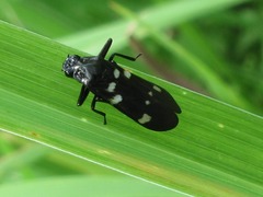 Callitettix versicolor