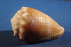 Conus miliaris