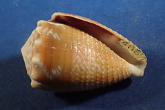 Conus miliaris