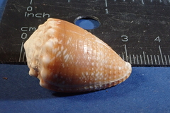 Conus miliaris